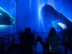 Des personnes en train d'observer les  baleines