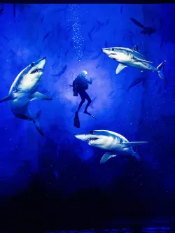 Plongeur avec requins